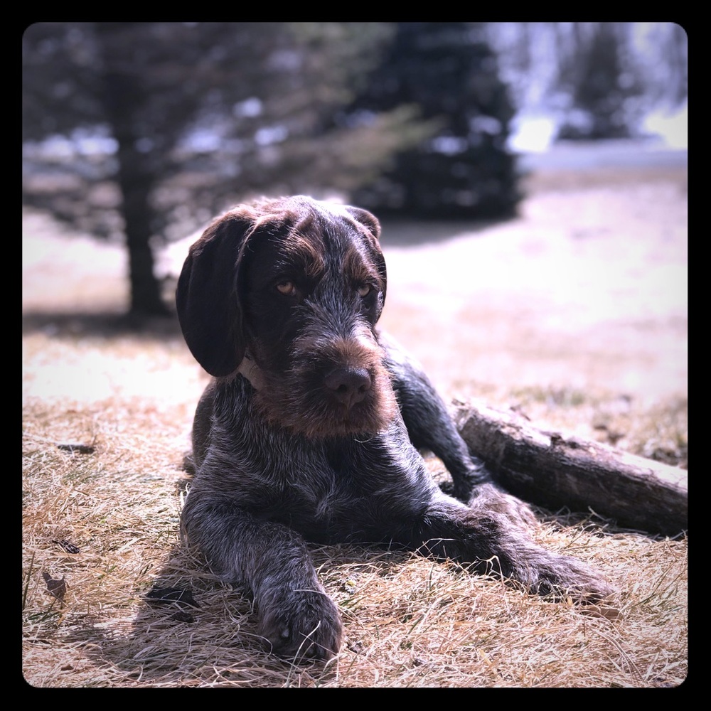 Meet your Posher, Truman
